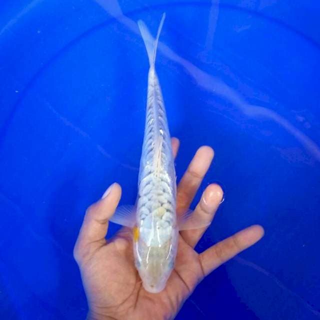 3. Aragoke Ginrin || 27 cm