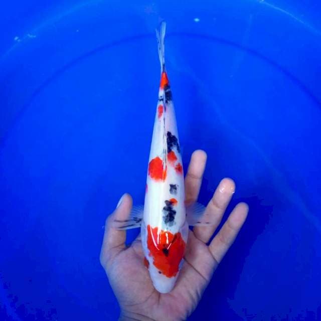 4. Sanke Medium || 28 cm