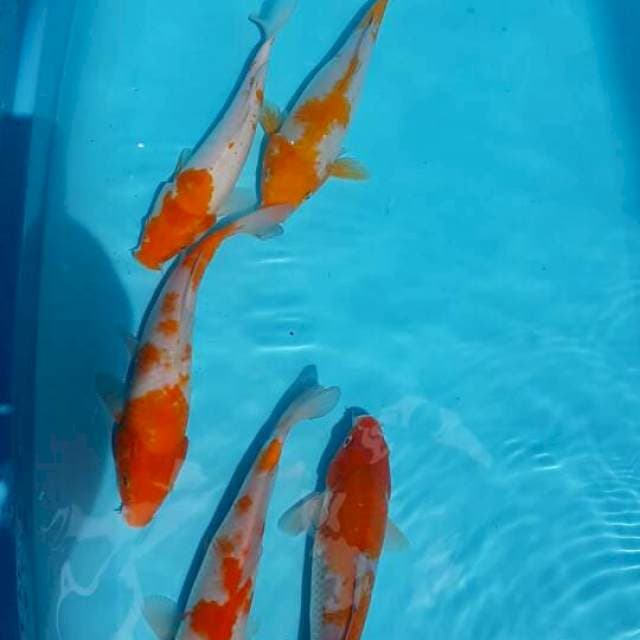 4 ekor Orange semu abu abu