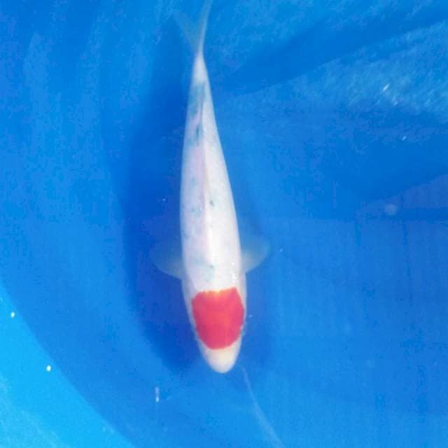 Tancho Sanke 30 cm