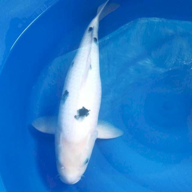 Bekko Jumbo 52 cm