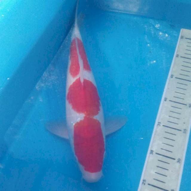 Kohaku 38 cm