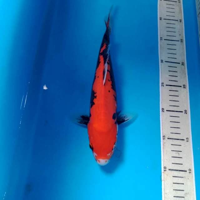 Kumonryu 30 cm