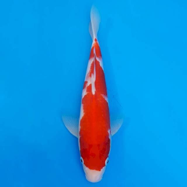 Deep red kuhaku import sertifikat