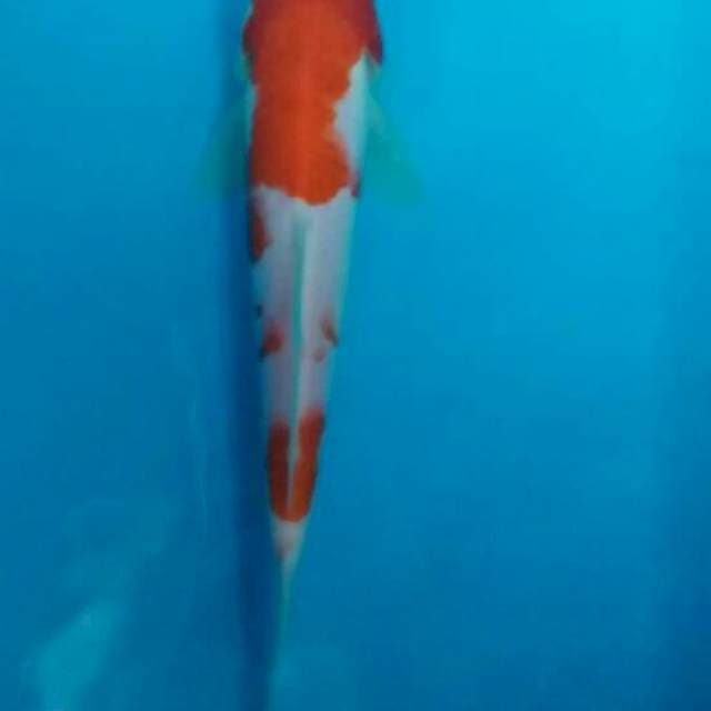 Kohaku anetto