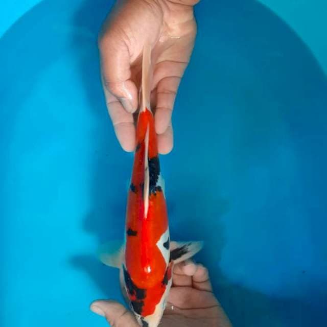 Mulusssss cantik