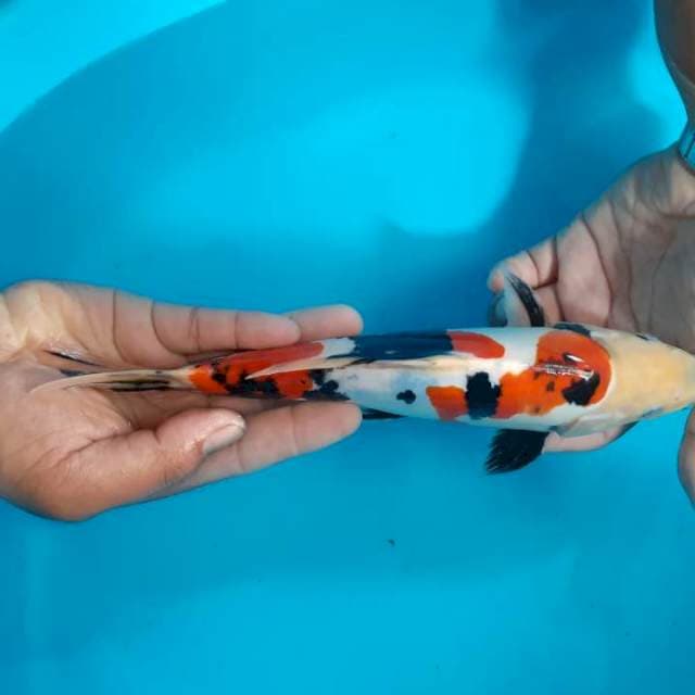 Jantan