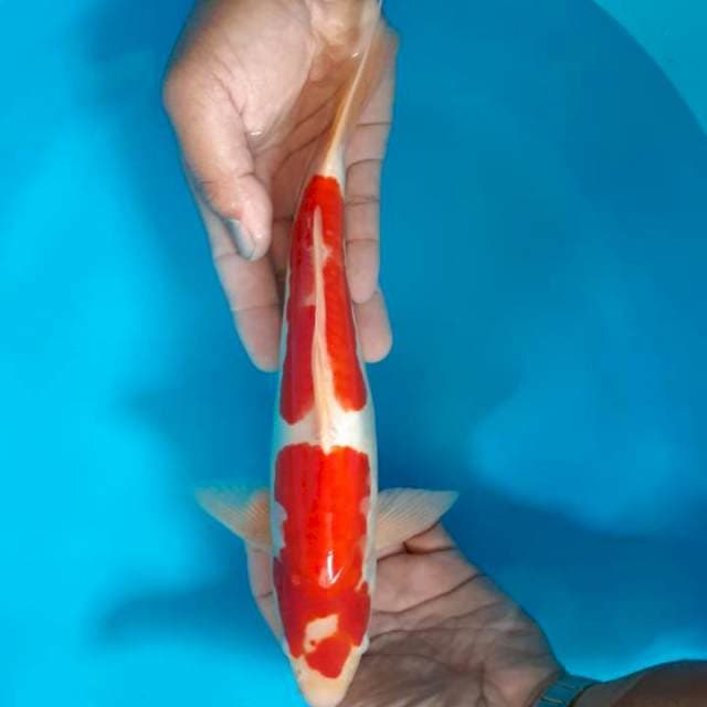 Nidann