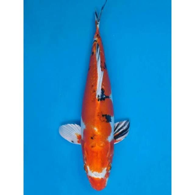 Okawa Beni Kiko