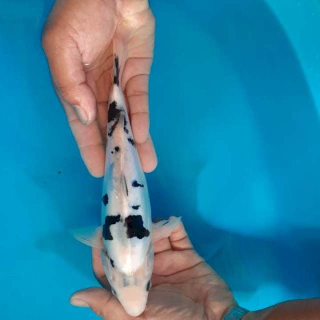 Bekko