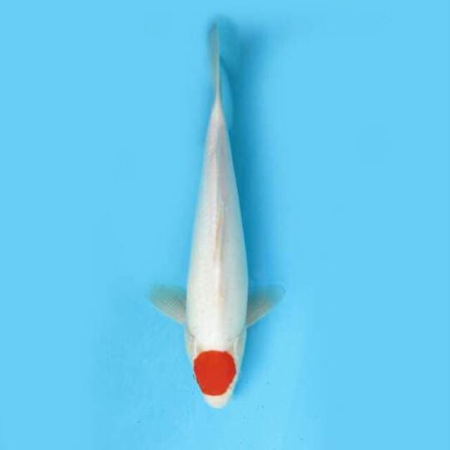 Tancho kohaku 34 cm