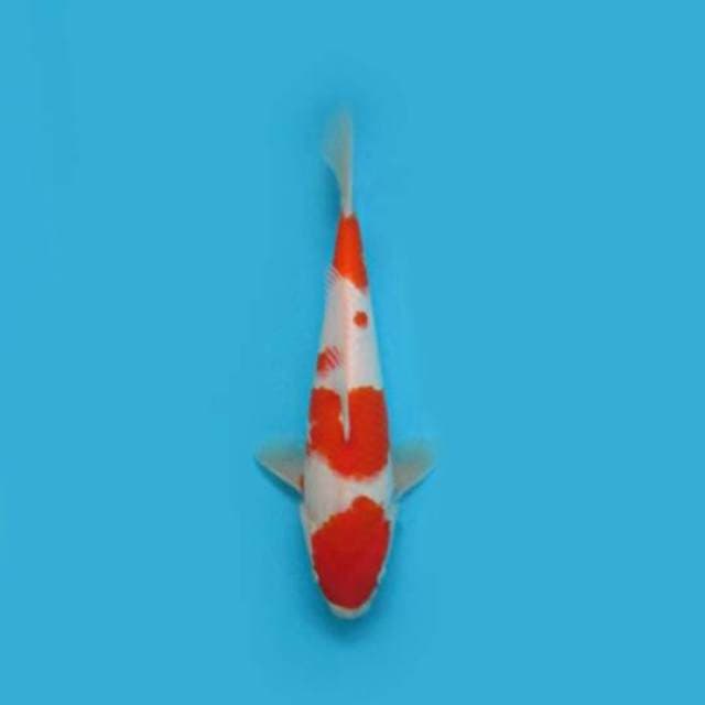 Kohaku 28 cm