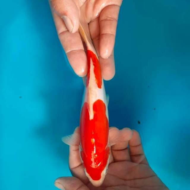Kuhaku mulus