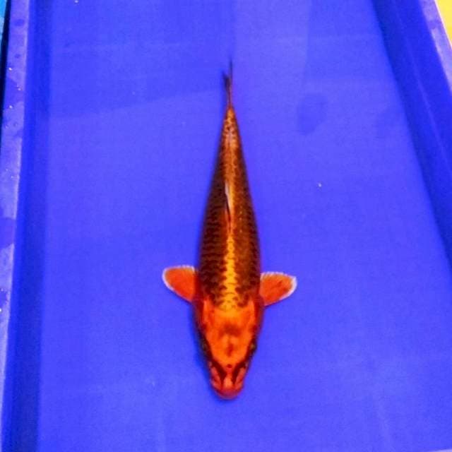 Fire matsuba jozz 40bu