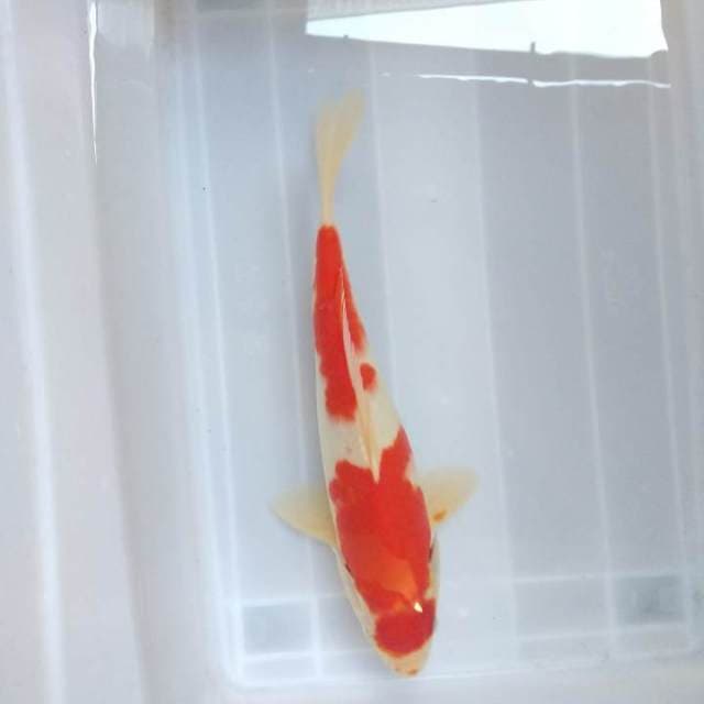 Kohaku red strong 2 step
