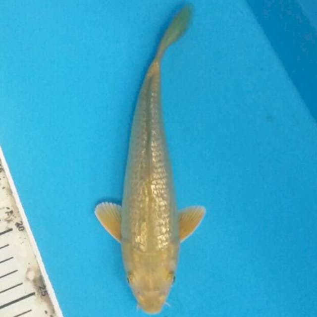 Full ginrin berkualitas