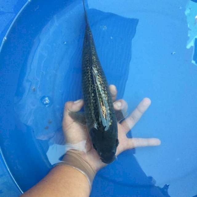 soragoi gindrin (bullky)30 cm