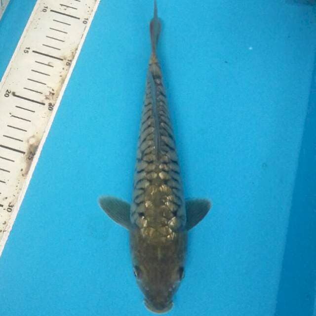Sisik naga ginrin