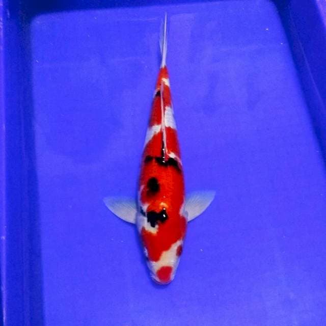 Sanke merah pekat 40cm male