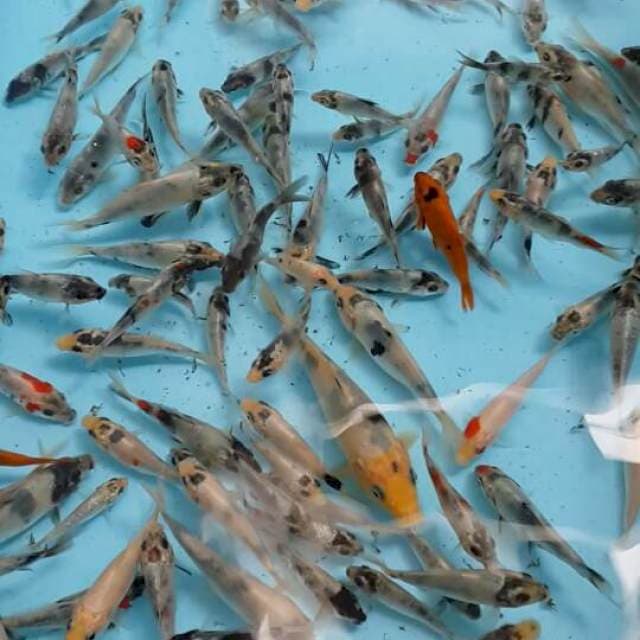 100 shiro mix showa