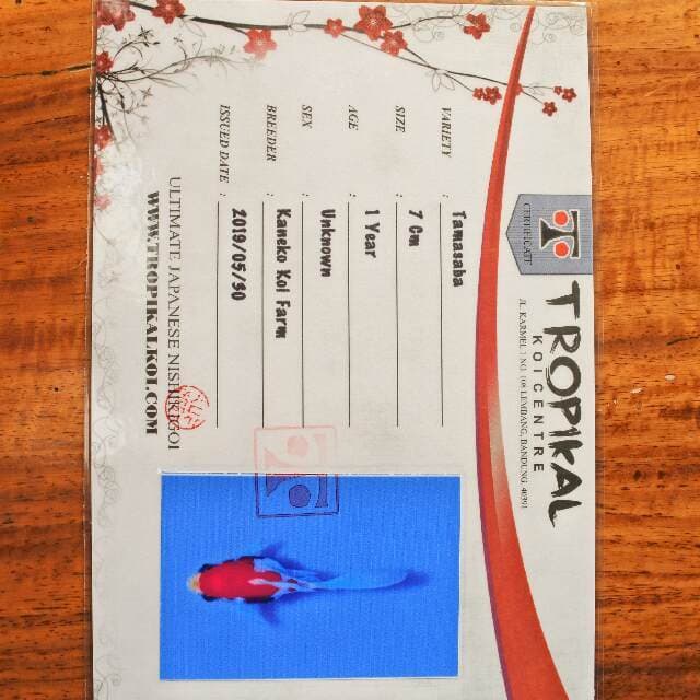 Tamasaba (Kaneko) 7cm. Import dan sertifikat