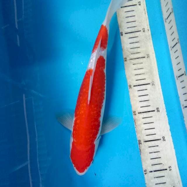 Kohaku ginrin hq 33cm