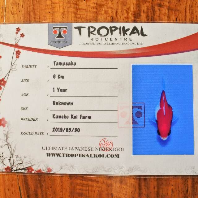 Tamasaba (Kaneko) 6cm. Import dan sertifikat
