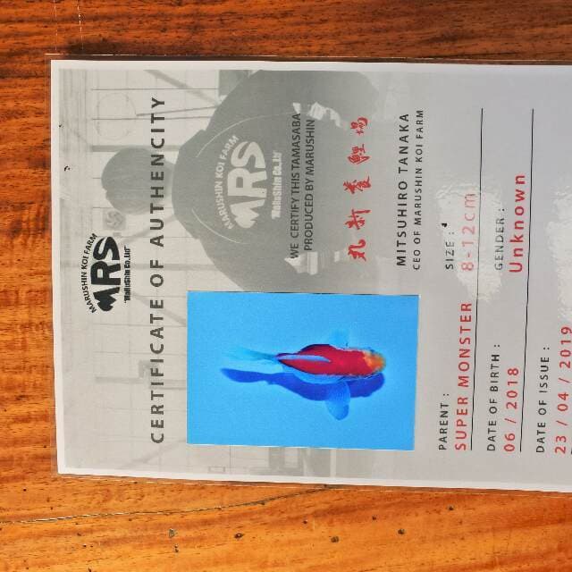 Tamasaba (Marushin)  9cm. Import dan sertifikat