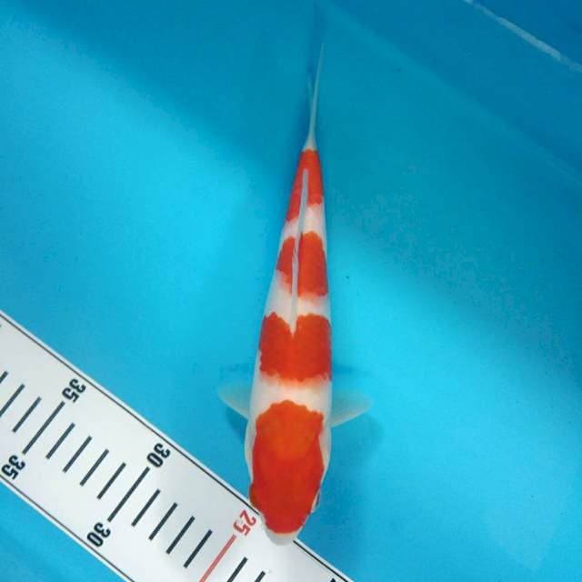 Yondan Kohaku jozzz