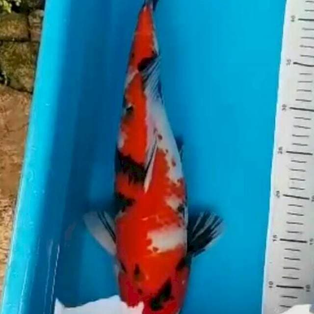 f1 bulky showa 45 cm female