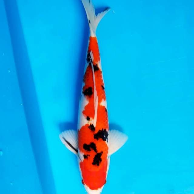 Sanke inazuma 40 cm