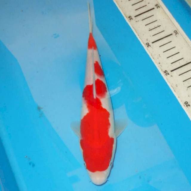 RAPI KOHAKU