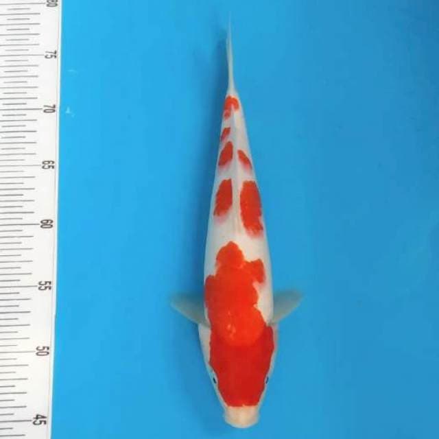 Kohaku original patern