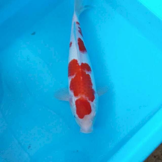 NJK - KOHAKU ORI-GINAL