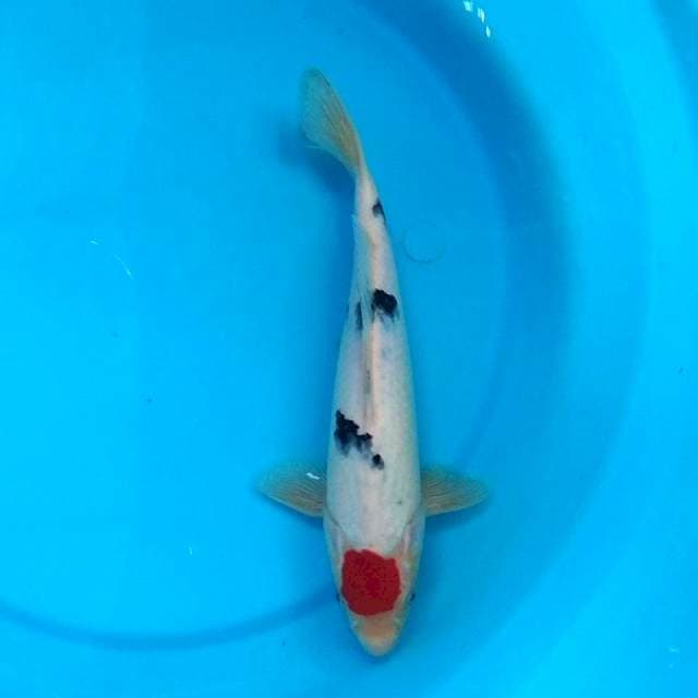 Tanch Sank ND1409