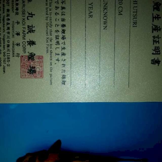 Hi utsuri marusei