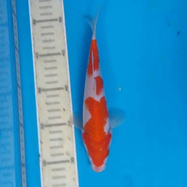 Kohaku