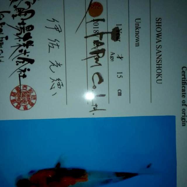 Showa isa