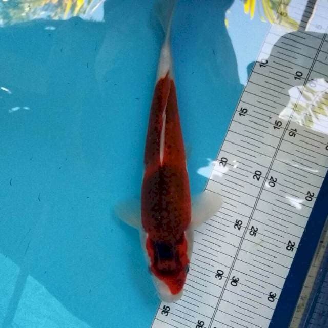 Goromo 28cm