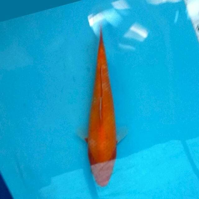 Benigoi 26cm