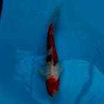 Sanke doit 26cm
