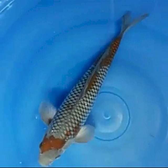 Ochiba Male ~ 40 BU