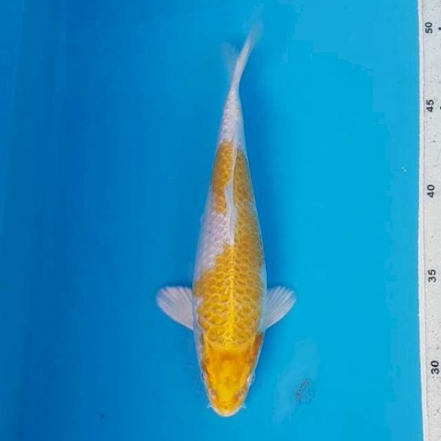 Hariwake Bulki