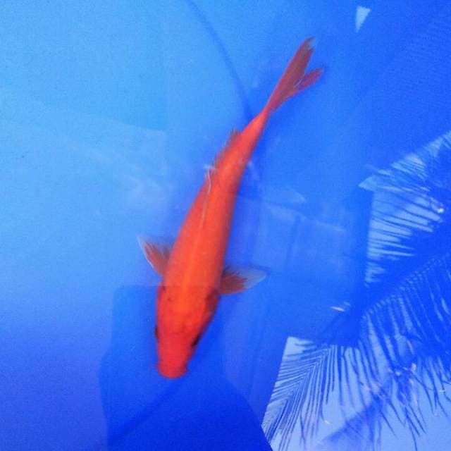 Red mukasi akamoto