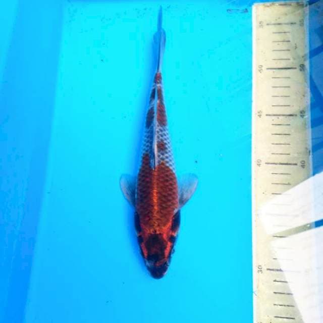 Kawarimono antik