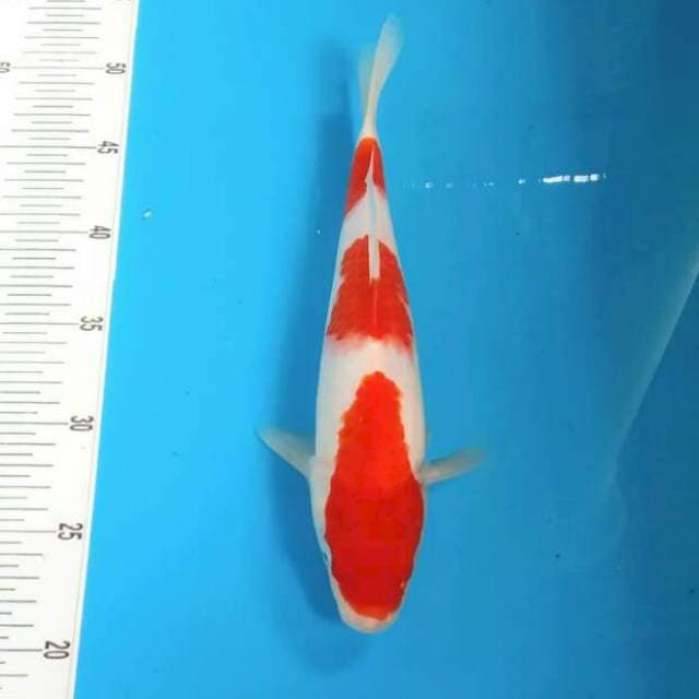 Kohaku Bismillah 29cm