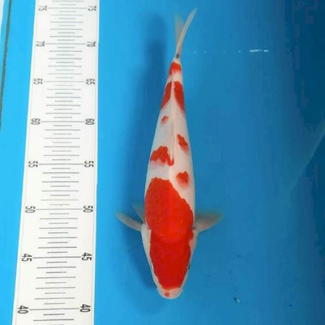 Kohaku Alhamdulillah 30cm