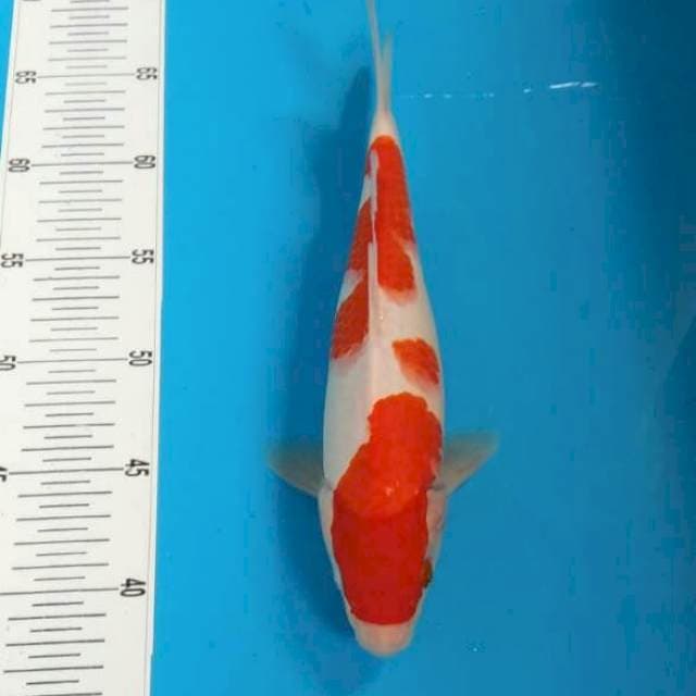Kohaku bersyukur 28 cm
