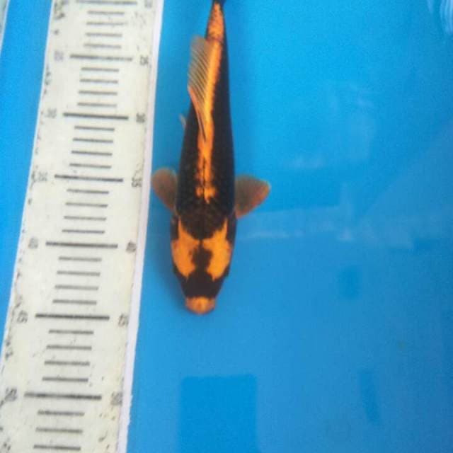 Kin kabuto body apik
