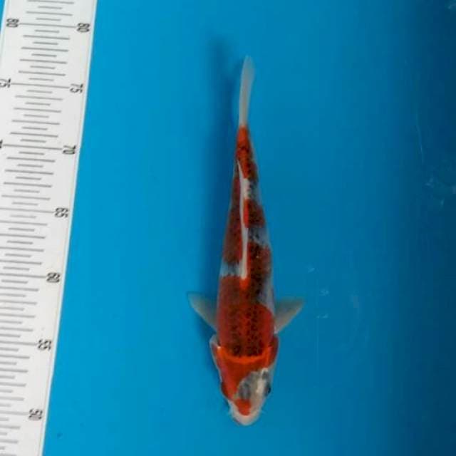 Gosiki karunia 25 cm